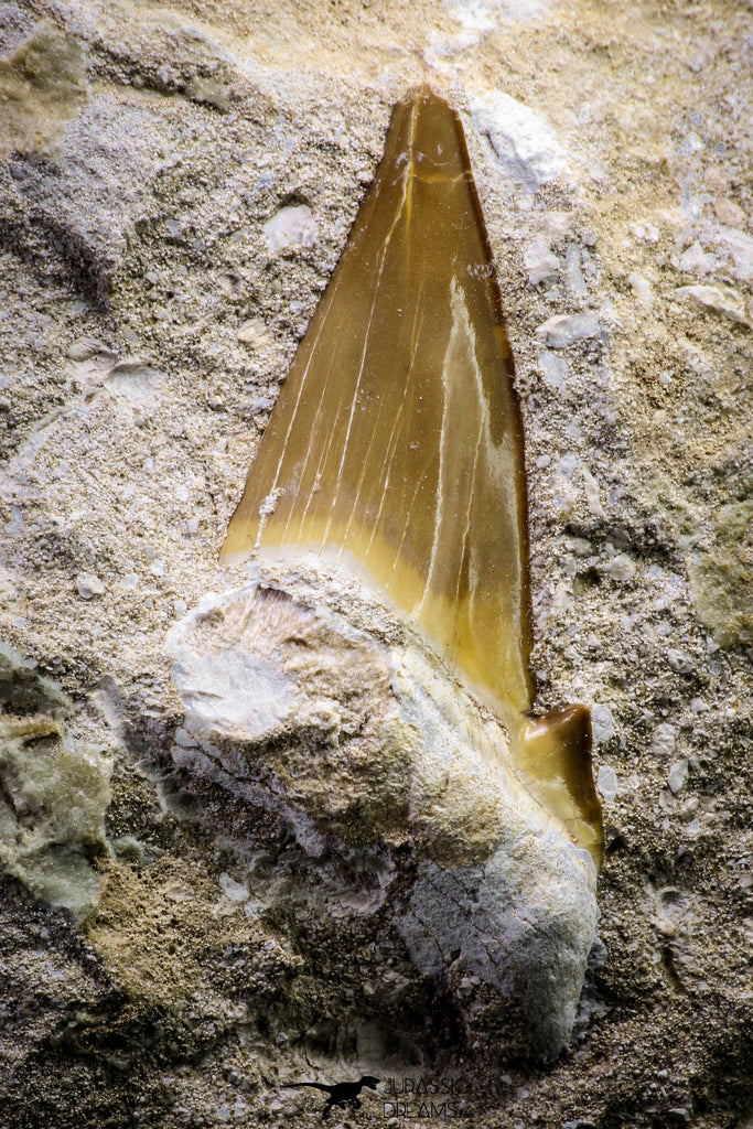 20774 - Top Huge 2.54 Inch Otodus obliquus Shark Tooth in Matrix Paleocene