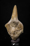 07792 - Top Beautiful 1.96 Inch Platecarpus ptychodon (Mosasaur) Partial Left Hemi-Jaw