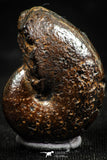 06109 - Top Quality Pyritized 0.96 Inch Phylloceras Lower Cretaceous Ammonites