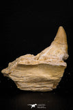 07792 - Top Beautiful 1.96 Inch Platecarpus ptychodon (Mosasaur) Partial Left Hemi-Jaw