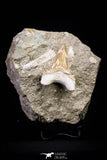 20775 - Top Huge 2.46 Inch Otodus obliquus Shark Tooth in Matrix Paleocene