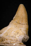 07792 - Top Beautiful 1.96 Inch Platecarpus ptychodon (Mosasaur) Partial Left Hemi-Jaw