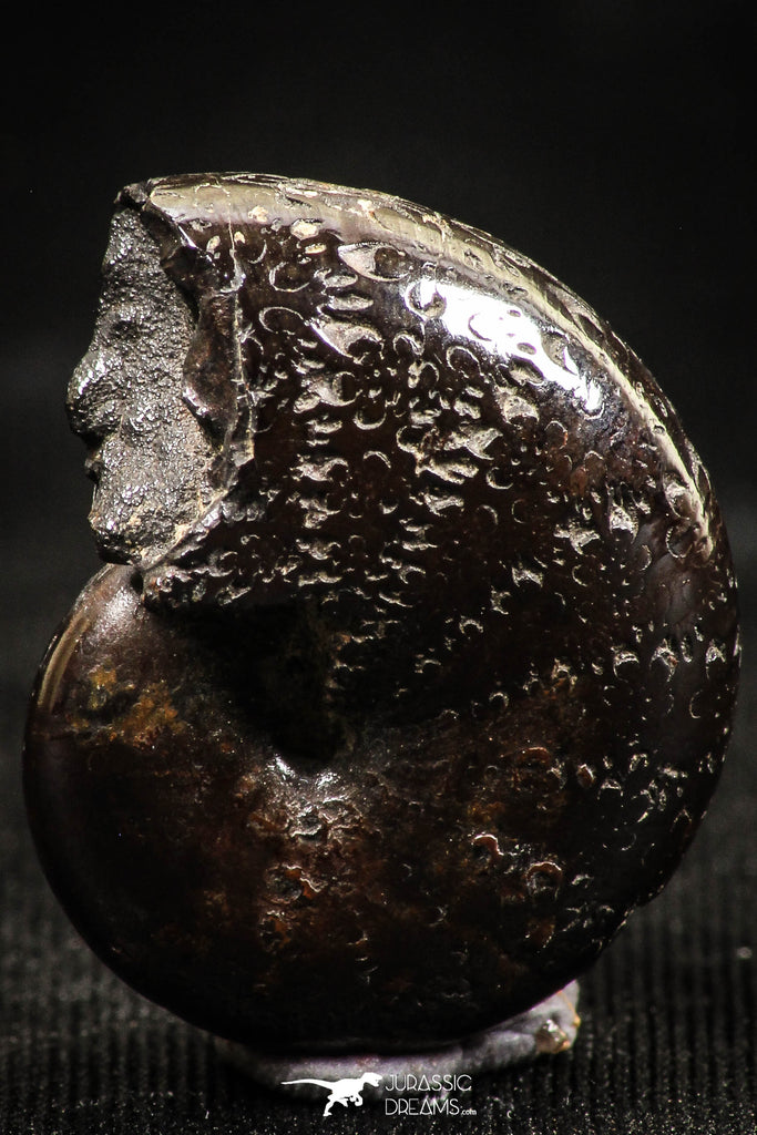 06110 - Beautiful Pyritized 0.82 Inch Phylloceras Lower Cretaceous Ammonites