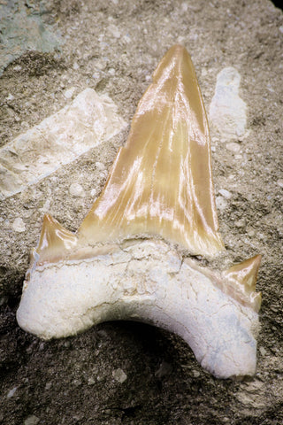 20775 - Top Huge 2.46 Inch Otodus obliquus Shark Tooth in Matrix Paleocene