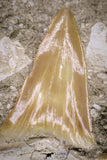 20775 - Top Huge 2.46 Inch Otodus obliquus Shark Tooth in Matrix Paleocene