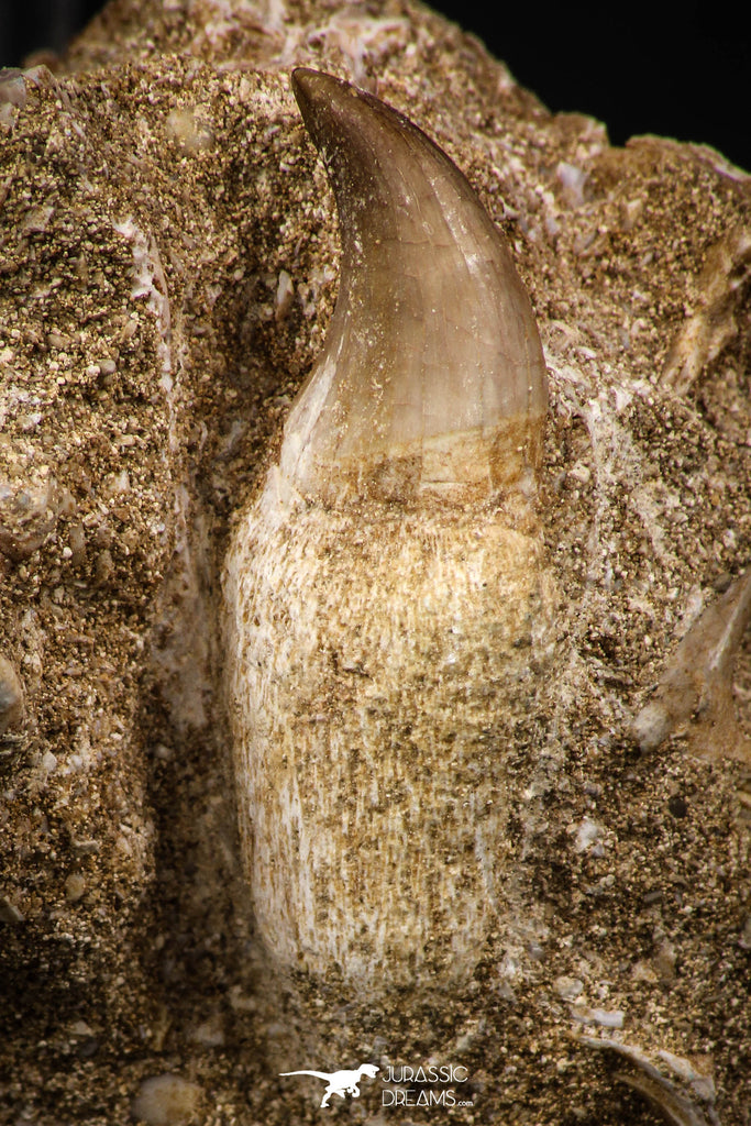 07793 - Top Beautiful 2.81 Inch Eremiasaurus heterodontus (Mosasaur) Rooted Tooth in Natural Matrix