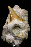 20776 - Top Huge 2.52 Inch Otodus obliquus Shark Tooth in Matrix Paleocene