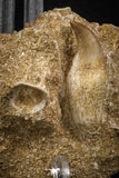 07793 - Top Beautiful 2.81 Inch Eremiasaurus heterodontus (Mosasaur) Rooted Tooth in Natural Matrix
