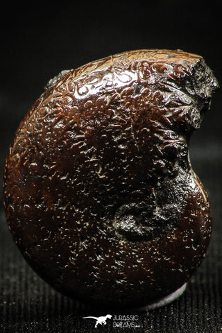 06111 - Beautiful Pyritized 0.80 Inch Phylloceras Lower Cretaceous Ammonites