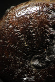 06111 - Beautiful Pyritized 0.80 Inch Phylloceras Lower Cretaceous Ammonites