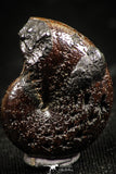 06111 - Beautiful Pyritized 0.80 Inch Phylloceras Lower Cretaceous Ammonites