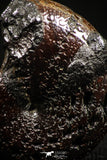 06111 - Beautiful Pyritized 0.80 Inch Phylloceras Lower Cretaceous Ammonites