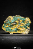 22195 - Beautiful Azurite Cristals + Malachite Cristals in Quartz Matrix - Alnif (South Morocco)
