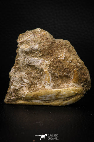 07794 - Top Beautiful Halisaurus arambourgi (Mosasaur) Partial Left Hemi-Jaw in Matrix