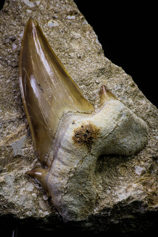 20777 - Top Huge 2.40 Inch Otodus obliquus Shark Tooth in Matrix Paleocene