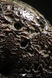 06112 - Beautiful Pyritized 0.90 Inch Phylloceras Lower Cretaceous Ammonites