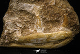 07794 - Top Beautiful Halisaurus arambourgi (Mosasaur) Partial Left Hemi-Jaw in Matrix