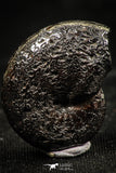 06112 - Beautiful Pyritized 0.90 Inch Phylloceras Lower Cretaceous Ammonites