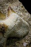 20777 - Top Huge 2.40 Inch Otodus obliquus Shark Tooth in Matrix Paleocene