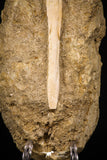 07795 - Top Quality Halisaurus arambourgi (Mosasaur) Premaxillary Nose Bone in Matrix Cretaceous