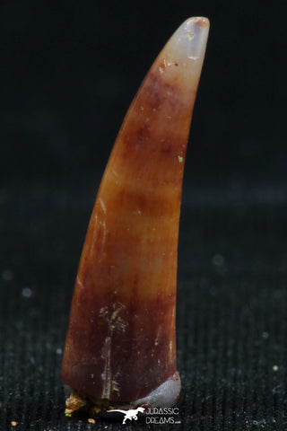 06113 - Top Rare 0.72 Inch Aidachar pankowskii Predatory Cretaceous Fish Tooth KemKem Beds