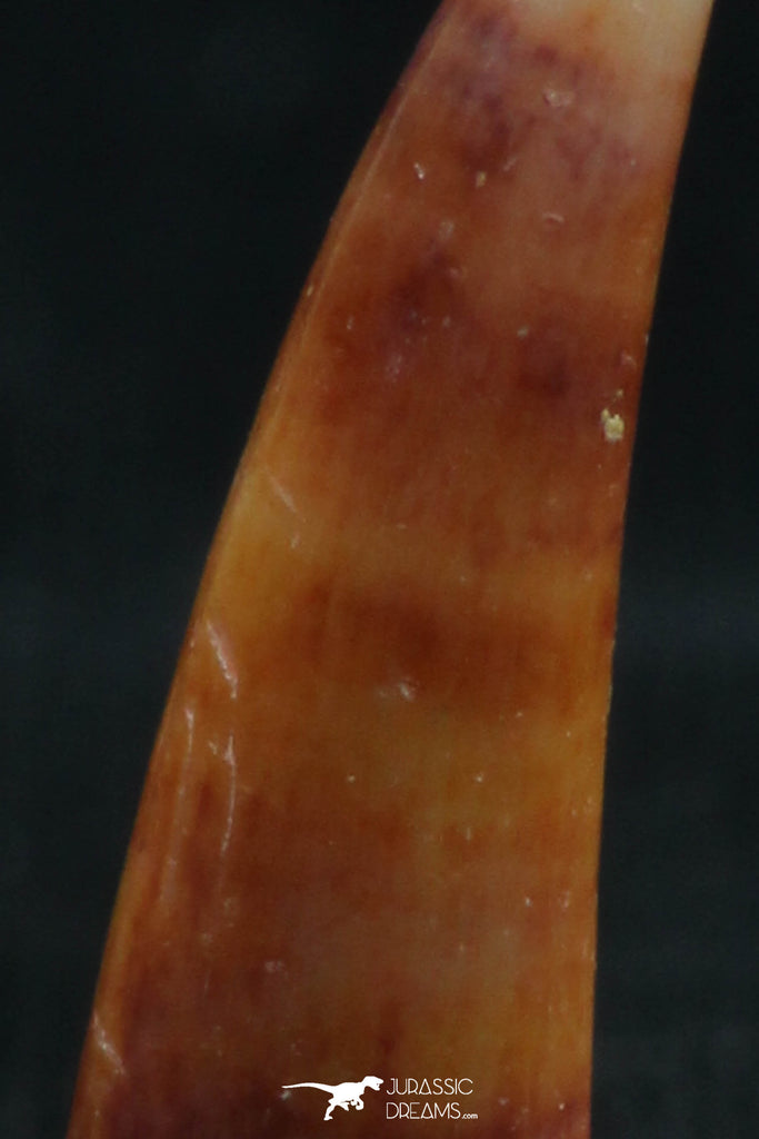 Top Rare 0.72 Inch Aidachar pankowskii Predatory Cretaceous Fish Tooth ...