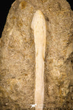 07795 - Top Quality Halisaurus arambourgi (Mosasaur) Premaxillary Nose Bone in Matrix Cretaceous