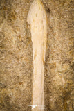 07795 - Top Quality Halisaurus arambourgi (Mosasaur) Premaxillary Nose Bone in Matrix Cretaceous