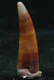 06113 - Top Rare 0.72 Inch Aidachar pankowskii Predatory Cretaceous Fish Tooth KemKem Beds