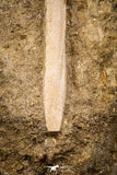 07795 - Top Quality Halisaurus arambourgi (Mosasaur) Premaxillary Nose Bone in Matrix Cretaceous
