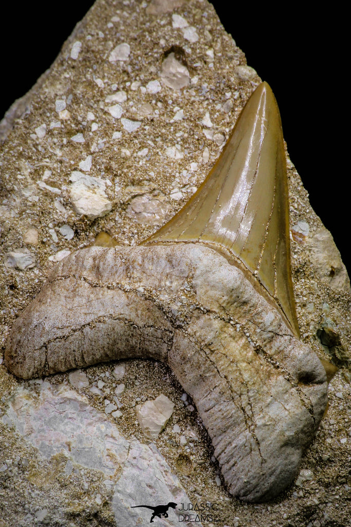 20778 - Top Huge 2.44 Inch Otodus obliquus Shark Tooth in Matrix Paleocene
