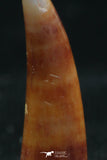 06113 - Top Rare 0.72 Inch Aidachar pankowskii Predatory Cretaceous Fish Tooth KemKem Beds