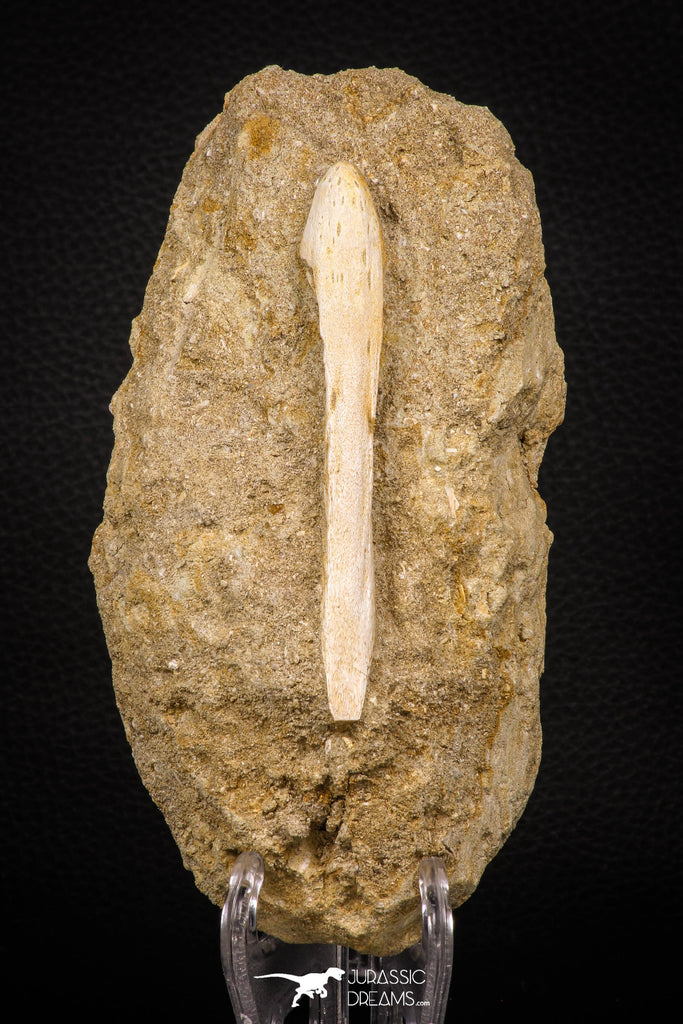 07795 - Top Quality Halisaurus arambourgi (Mosasaur) Premaxillary Nose Bone in Matrix Cretaceous