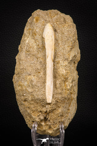 07795 - Top Quality Halisaurus arambourgi (Mosasaur) Premaxillary Nose Bone in Matrix Cretaceous