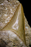 20778 - Top Huge 2.44 Inch Otodus obliquus Shark Tooth in Matrix Paleocene