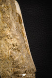 07795 - Top Quality Halisaurus arambourgi (Mosasaur) Premaxillary Nose Bone in Matrix Cretaceous