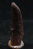 06114 - Top Beautiful 0.80 Inch Aidachar pankowskii Predatory Cretaceous Fish Tooth KemKem Beds