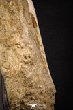 07795 - Top Quality Halisaurus arambourgi (Mosasaur) Premaxillary Nose Bone in Matrix Cretaceous