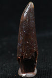 06114 - Top Beautiful 0.80 Inch Aidachar pankowskii Predatory Cretaceous Fish Tooth KemKem Beds