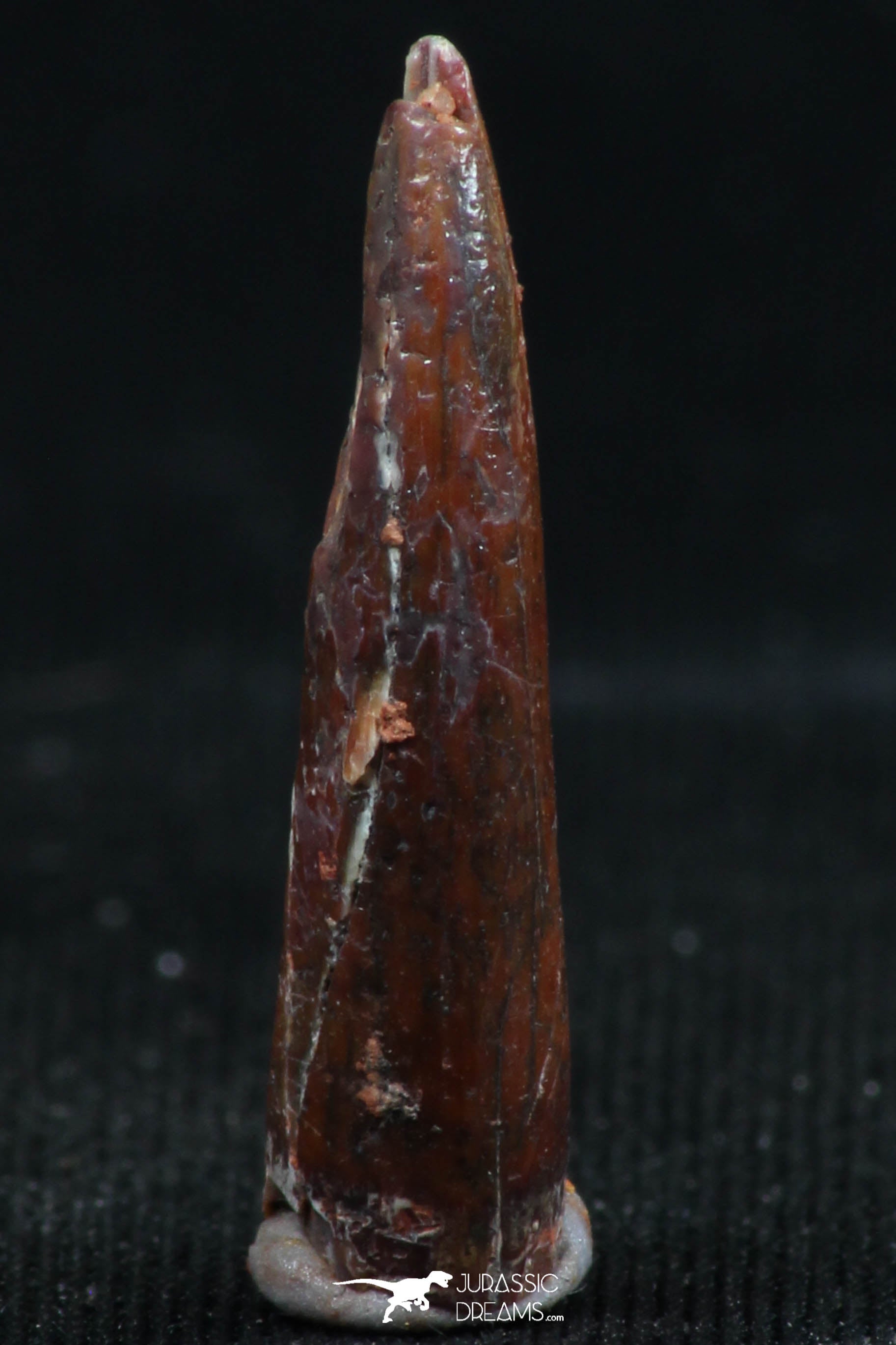 Aidachar Fish Beautiful 0.78 Inch Aidachar pankowskii Predatory Cretaceous Fish Tooth ...