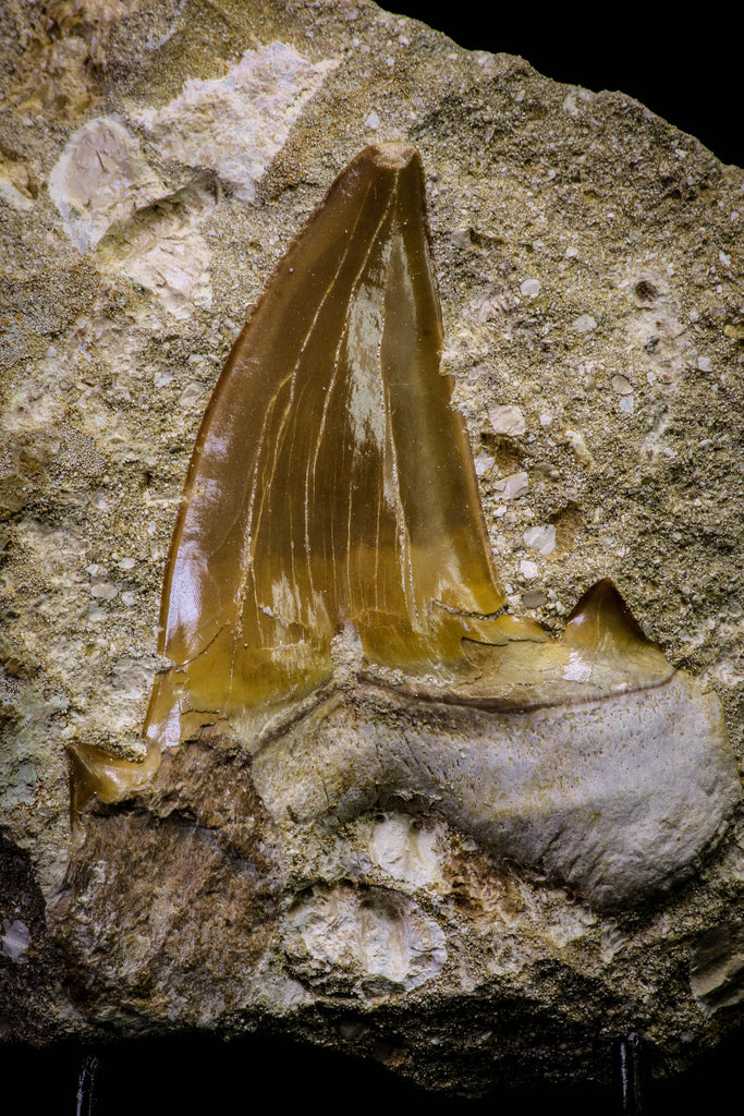 20779 - Top Huge 2.62 Inch Otodus obliquus Shark Tooth in Matrix Paleocene