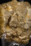 07796 - Top Quality Halisaurus arambourgi (Mosasaur) Premaxillary Nose Bone With Tooth