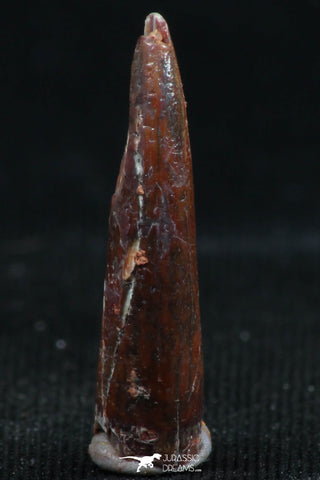 06115 - Beautiful 0.78 Inch Aidachar pankowskii Predatory Cretaceous Fish Tooth KemKem Beds