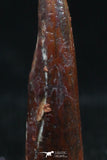 06115 - Beautiful 0.78 Inch Aidachar pankowskii Predatory Cretaceous Fish Tooth KemKem Beds