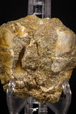 07796 - Top Quality Halisaurus arambourgi (Mosasaur) Premaxillary Nose Bone With Tooth