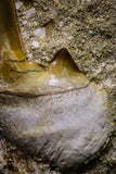 20779 - Top Huge 2.62 Inch Otodus obliquus Shark Tooth in Matrix Paleocene
