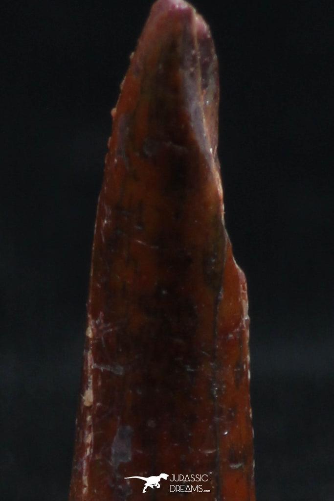 Beautiful 0.78 Inch Aidachar pankowskii Predatory Cretaceous Fish Tooth ...