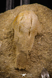 07797 - Top Quality Halisaurus arambourgi (Mosasaur) Premaxillary Nose Bone in Matrix Cretaceous