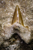 20780 - Top Huge 2.36 Inch Otodus obliquus Shark Tooth in Matrix Paleocene