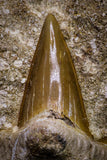 20780 - Top Huge 2.36 Inch Otodus obliquus Shark Tooth in Matrix Paleocene